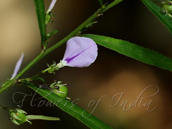 Travancore Greenviolet